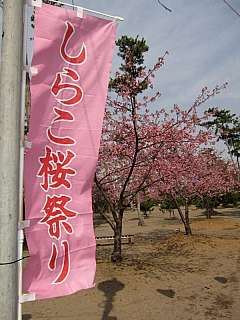 *+*しらこ桜祭り*+*