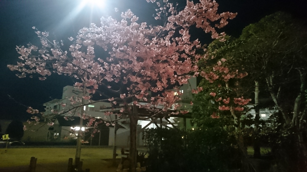 夜桜～(*´ω｀*)