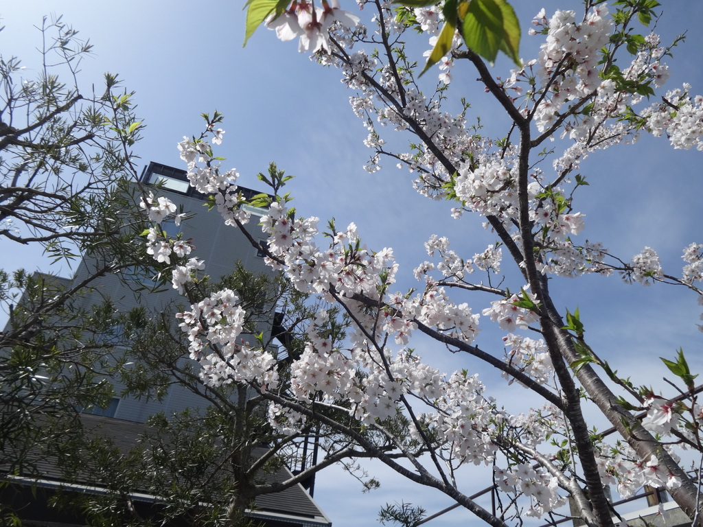 当館の桜ヾ(*ﾟｰﾟ*)ﾉ