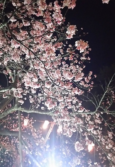 2月26日🌸今宵も夜桜～