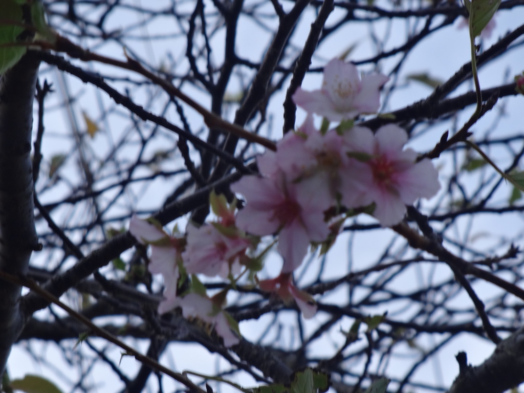 季節外れの白子桜